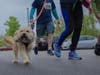 Runners and their happy dogs participate in the Annual North Suburban YMCA Healthy Kids Day 5K Run/Walk on May 13, in Northbrook.