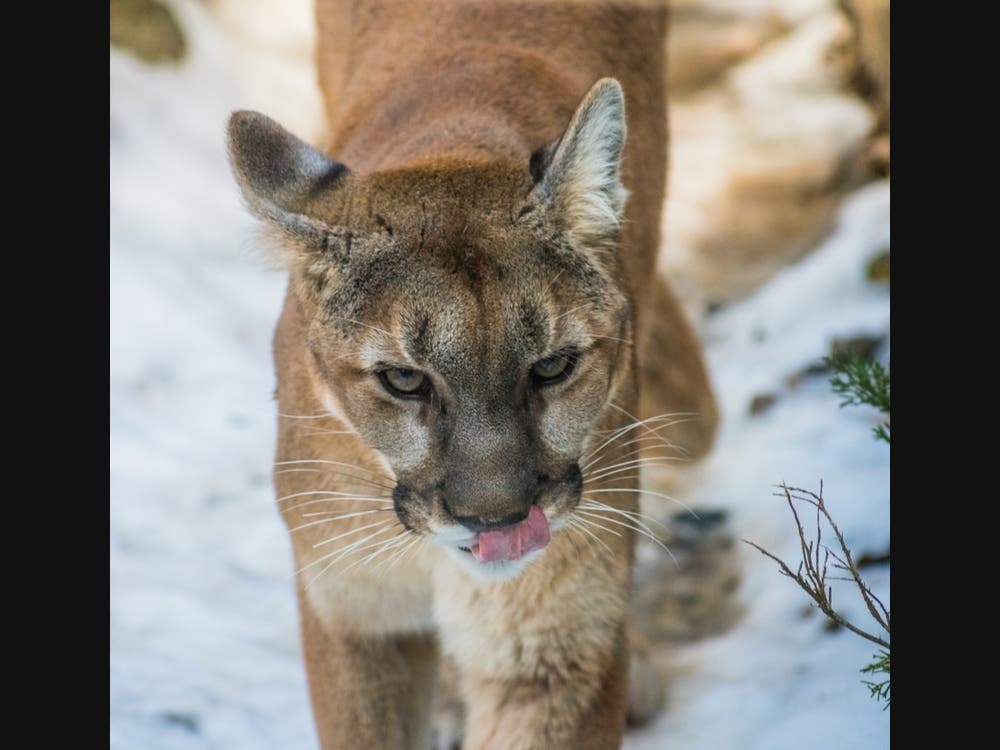 This image above of a cougar is not the cougar spotted in Minneapolis.