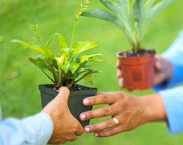 Plant Swap Party at the Library