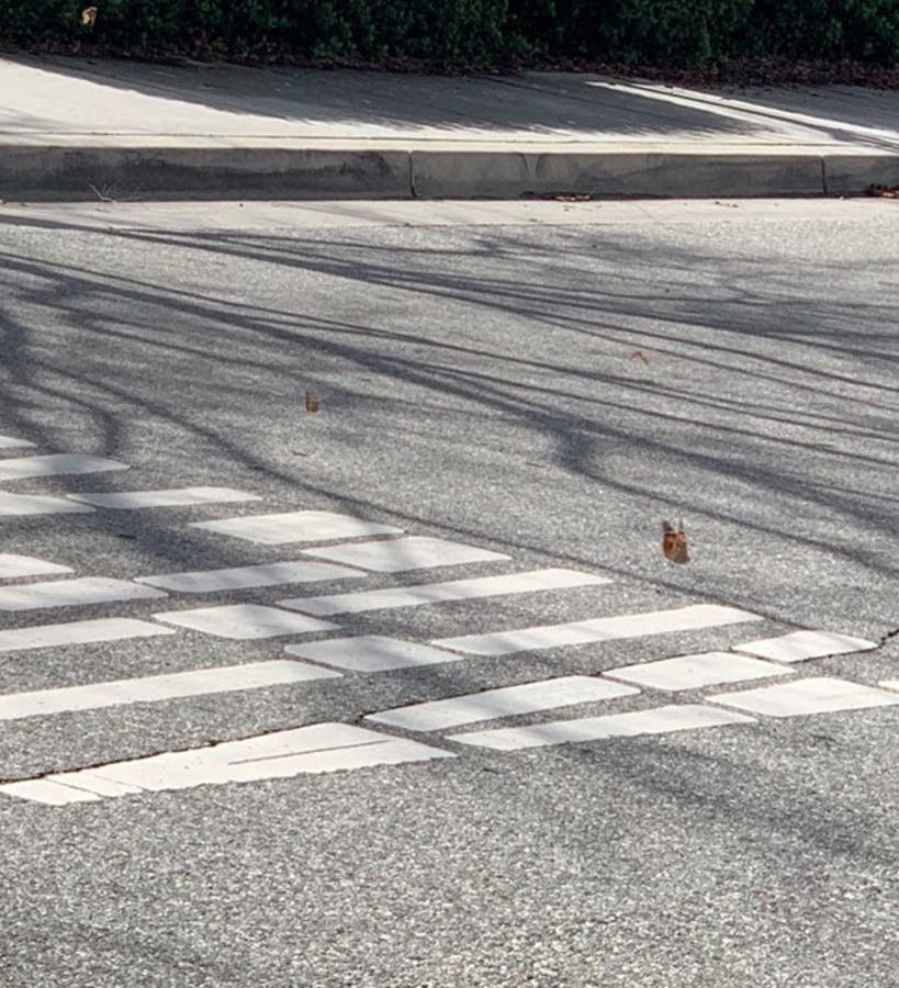 Painted Lady crossing -- one billion butterflies cross California in an epic migration.