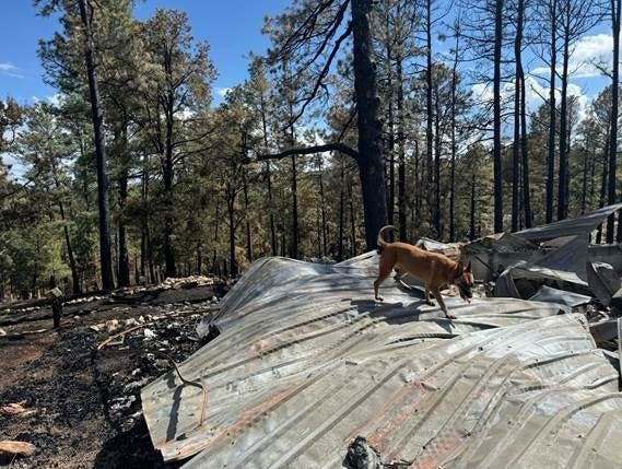 An OCFA FEMA K-9 officer at work during the New Mexico wildfires.