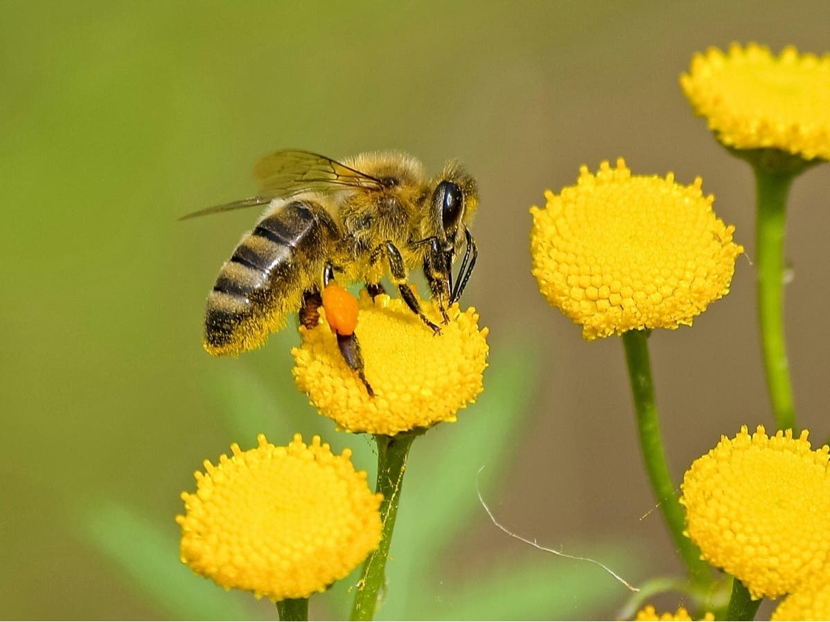 Something’s Buzzing At East Brunswick Public Library