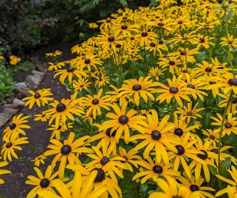 Late Summer Garden Tour