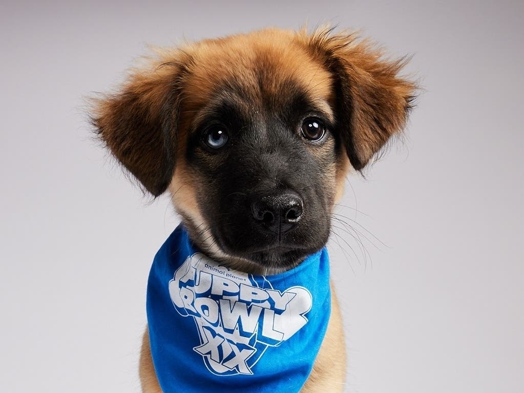 Sasha, a Siberian Husky-Perro de Presa Canario mix, will appear in the 2024 Puppy Bowl on Sunday, Feb. 11.