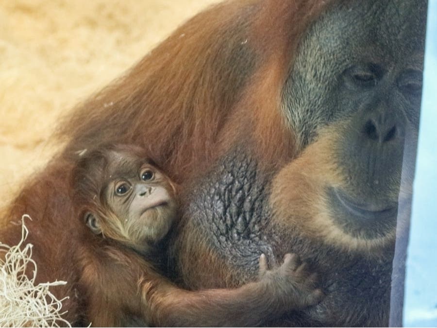 The new baby Sumatran orangutan and its mother, Tua.