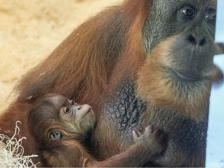 Baby Sumatran Orangutan Makes Debut At Philadelphia Zoo