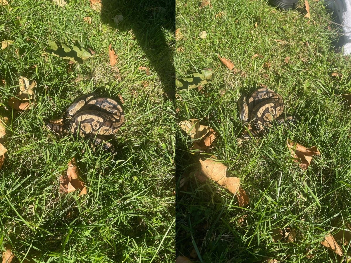 Python Found In Radnor Township; Police Seeking Owner