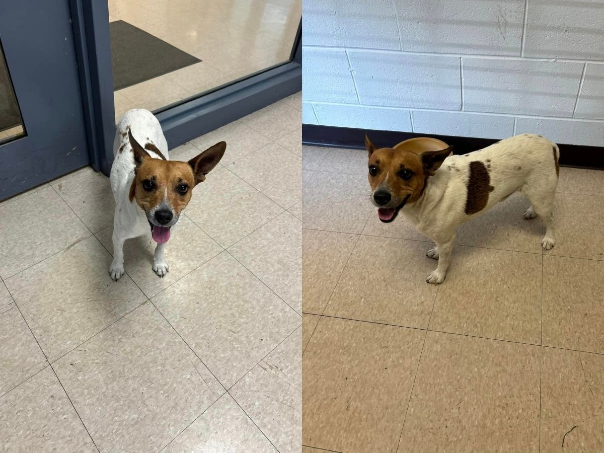 Dog Found In Tredyffrin Tuesday: Police