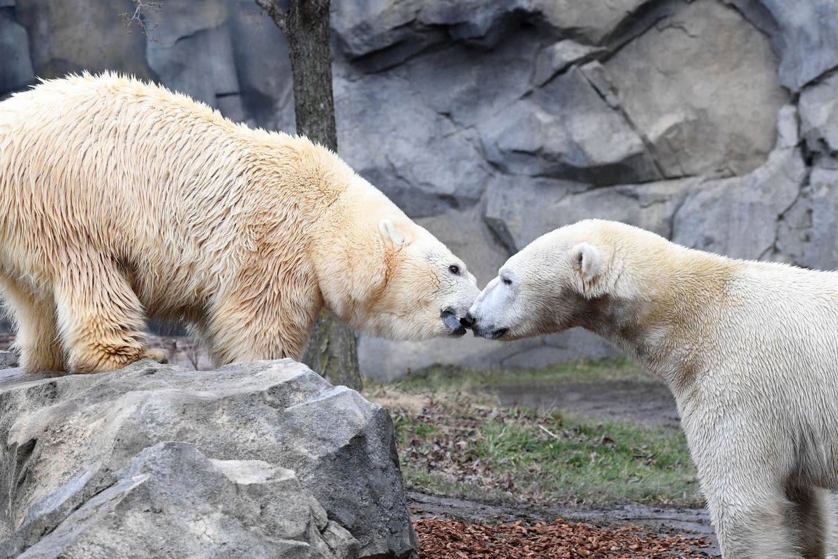 Snow Got You Down? These Pictures Of Polar Bear Love Will Change That