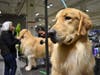 Last year's Seattle Kennel Club show featured hundreds of breeds. Woof By Woofwest is a whole new dog show. 