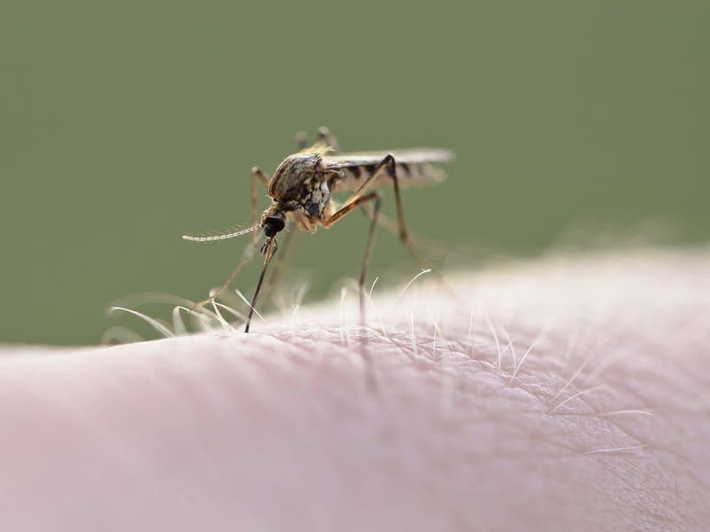 Mosquito spraying will happen four times in Shrewsbury in July.