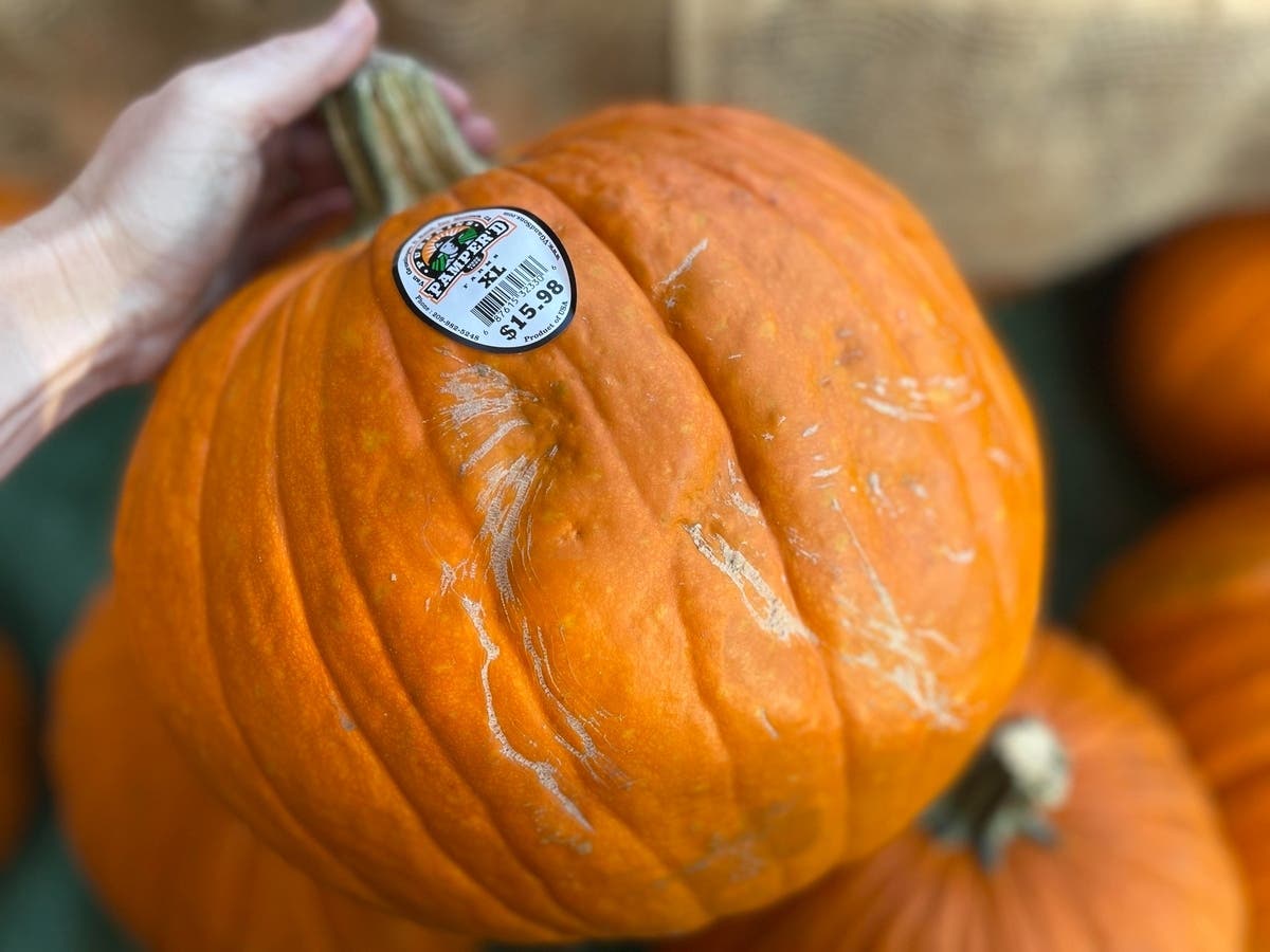 Pain at the pumpkin patch: prices on the rise in 2022. 