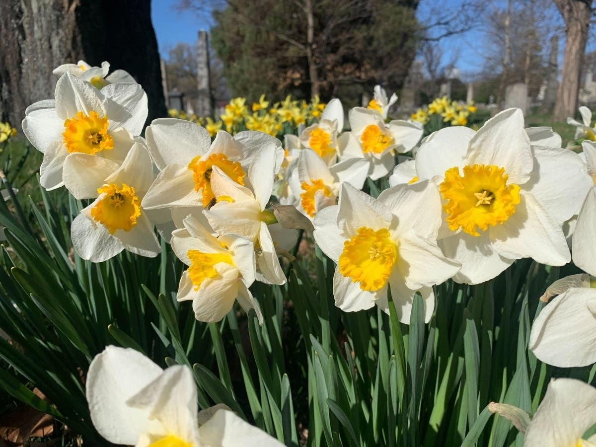 The daffodil bloom at New England Botanic Garden At Tower Hill will likely peak this week.