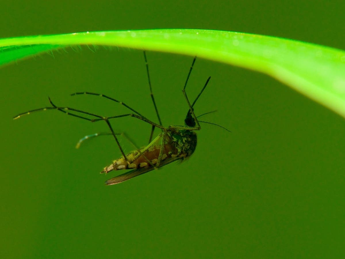 Health officials confirmed a positive West Nile sample in mosquitoes collected in Westborough.