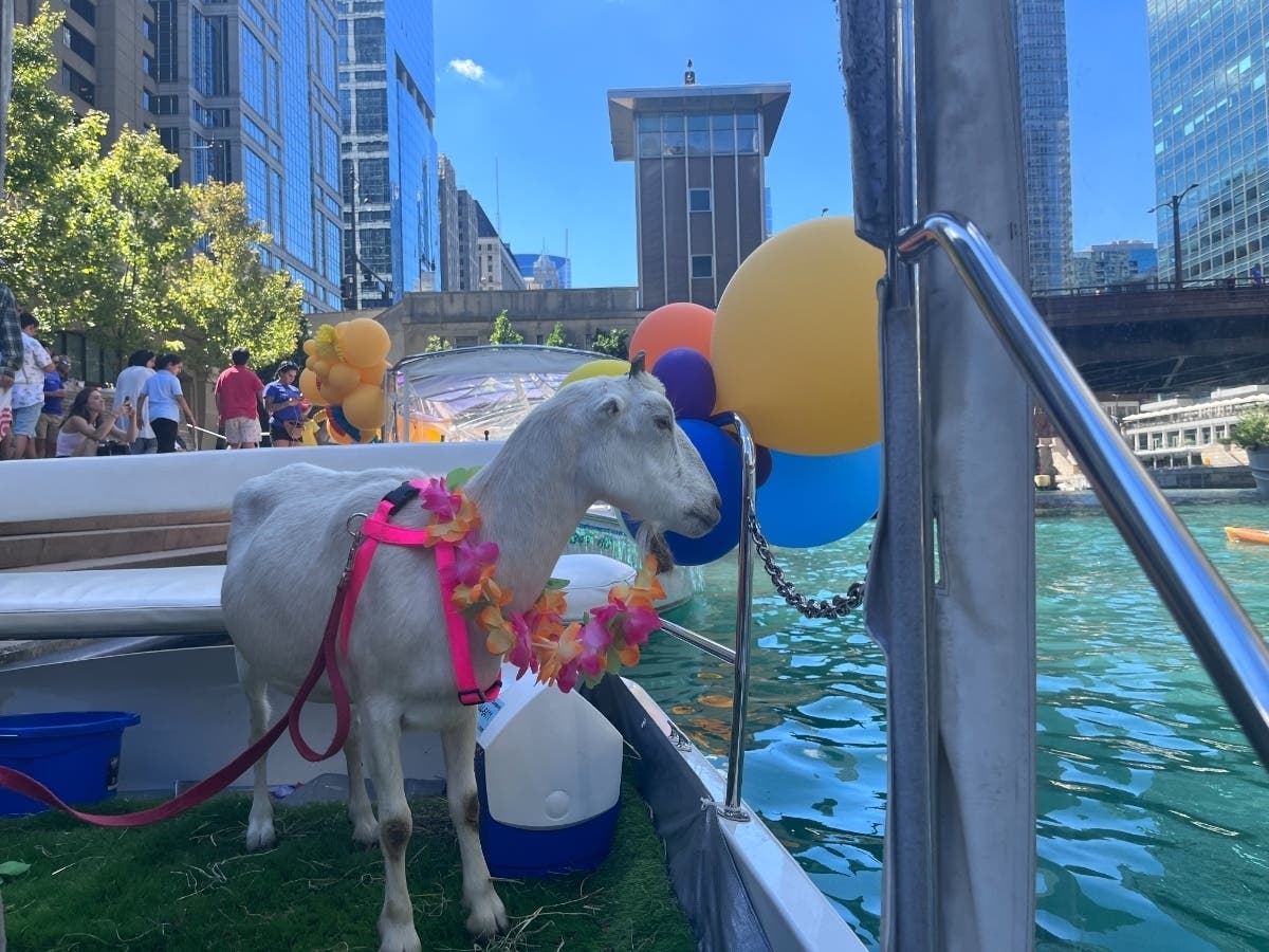 Ten ComEd goats are "celebrating" the end of summer with an end-of-summer boat ride on the Chicago River, according to representatives of the power company.