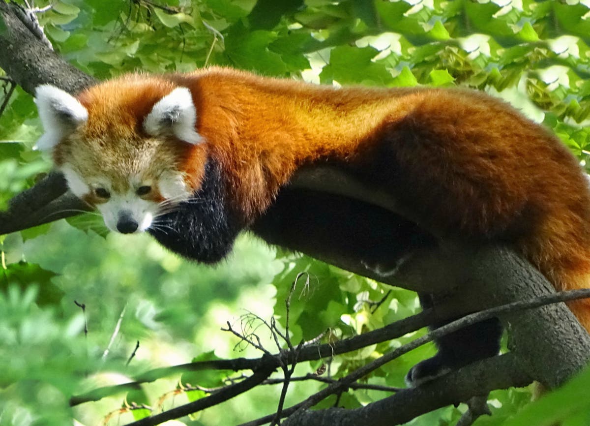 Grant Helps Fund New Red Panda Habitat At Detroit Zoo