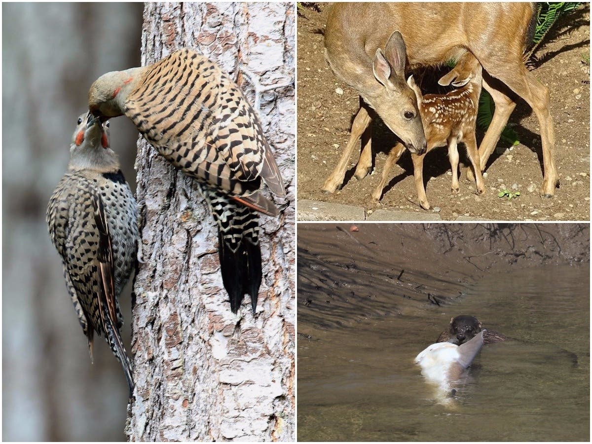 Washington's Wildlife: Photos Of The Week