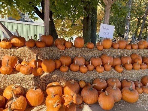 Pumpkin patch season is here, so there’s more opportunity to learn about the early fall staple before heading out to a field in or near Mooresville. 
