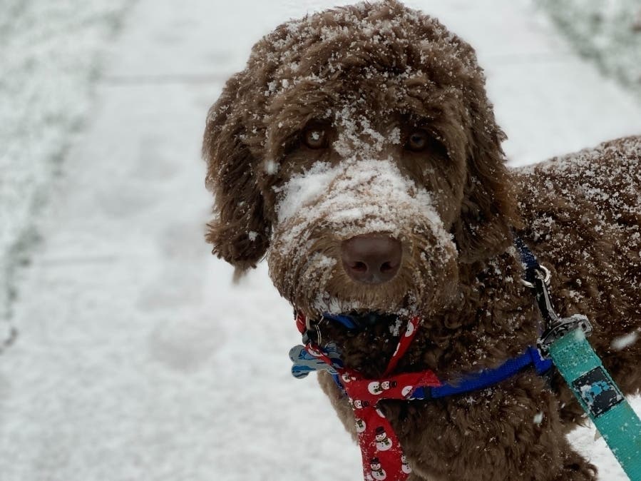 Snow is falling over Northern Virginia and other parts of the state on Wednesday, Dec. 16.