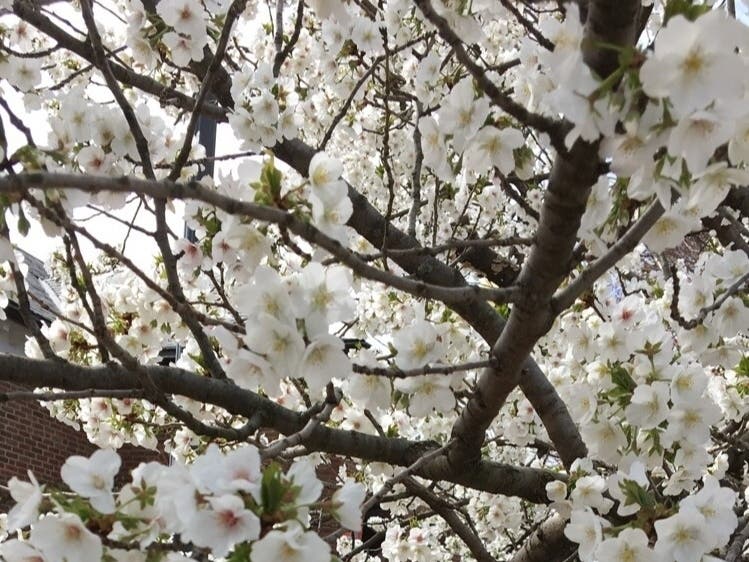 Pollen counts are highest in the early morning, between 5 and 10 a.m. 