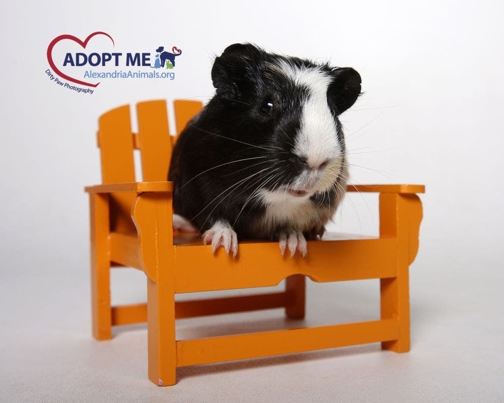 Pepper the guinea pig is one of the adoptable pets from the Animal Welfare League of Alexandria. 