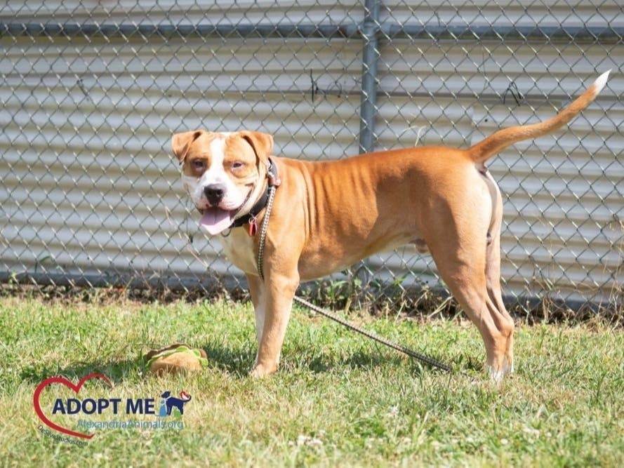 Zeun is one of the available pets from the Animal Welfare League of Alexandria.