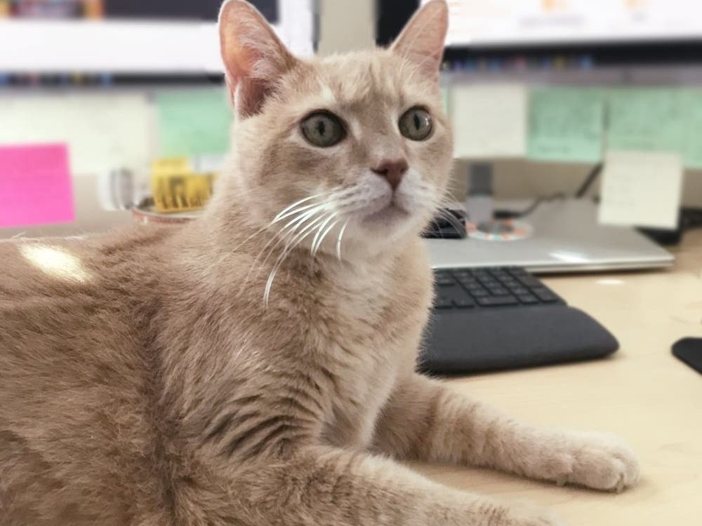 Logan may be the Office Catminstrator at AWLA, but he's looking to find a new home and become someone else's office assistant. 