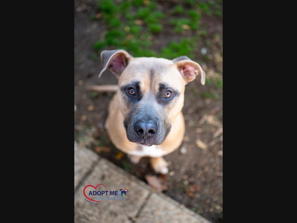 Arnold is one of the pets with pre-paid adoption fees for the holiday season at the Animal Welfare League of Alexandria.