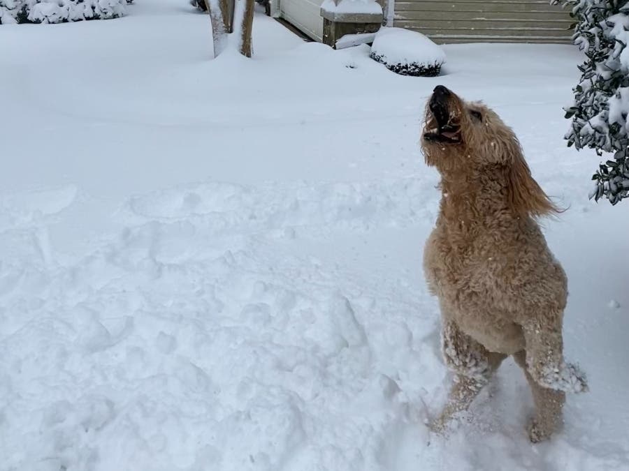 Share your photos of the Jan. 3 winter storm for our Vienna Patch gallery. This pup is enjoying the snow in Oakton.