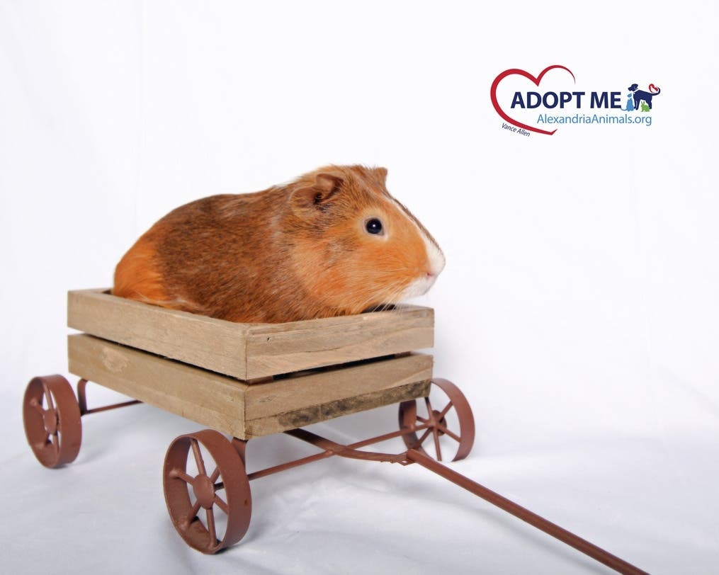 Malbec and other guinea pigs have their adoption fees pre-paid at Alexandria's animal shelter. 