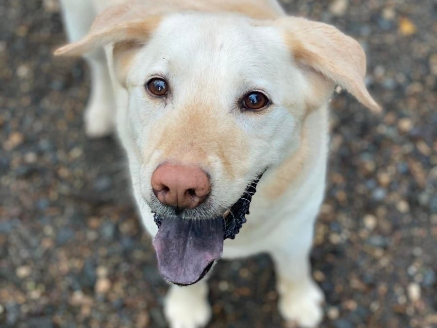 Tite is one of the Fairfax County Animal Shelter's adoptable pets.