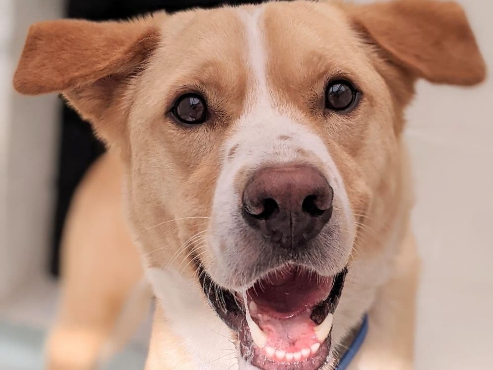 Sky is one of the Animal Welfare League of Alexandria's adoptable dogs. 