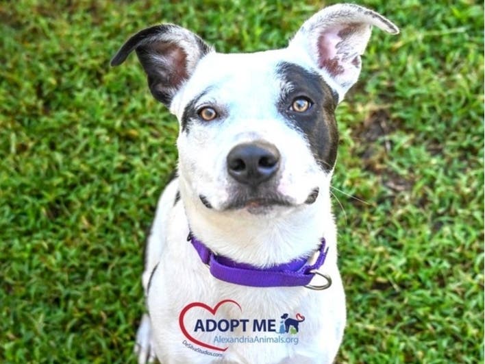 Romeo is one of the adoptable pets from the Animal Welfare League of Alexandria. 