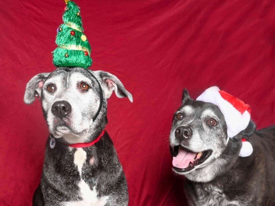 Sophie and Joey, two bonded senior dogs, are seeking a new home together for the holidays.