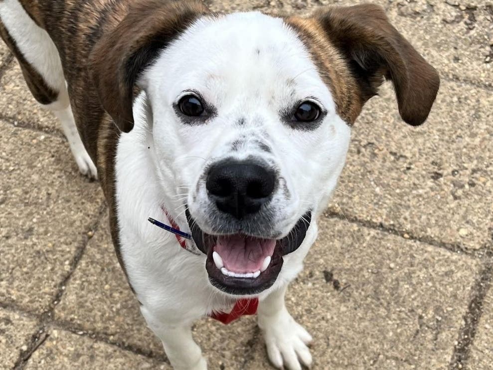 Rex, an energetic young dog, is one of the Alexandria animal shelter's adoptable pets. 