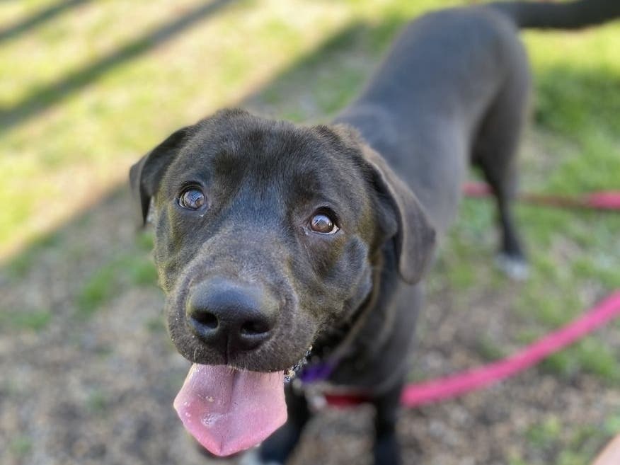 Wrigley is one of the Animal Welfare League of Alexandria's adoptable pets. 