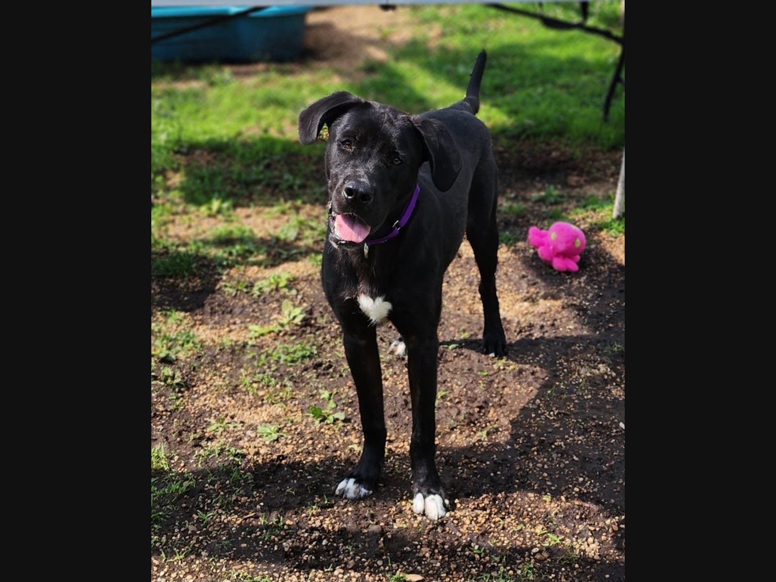 Champ is a lovable dog you can take home from the Animal Welfare League of Alexandria's shelter.