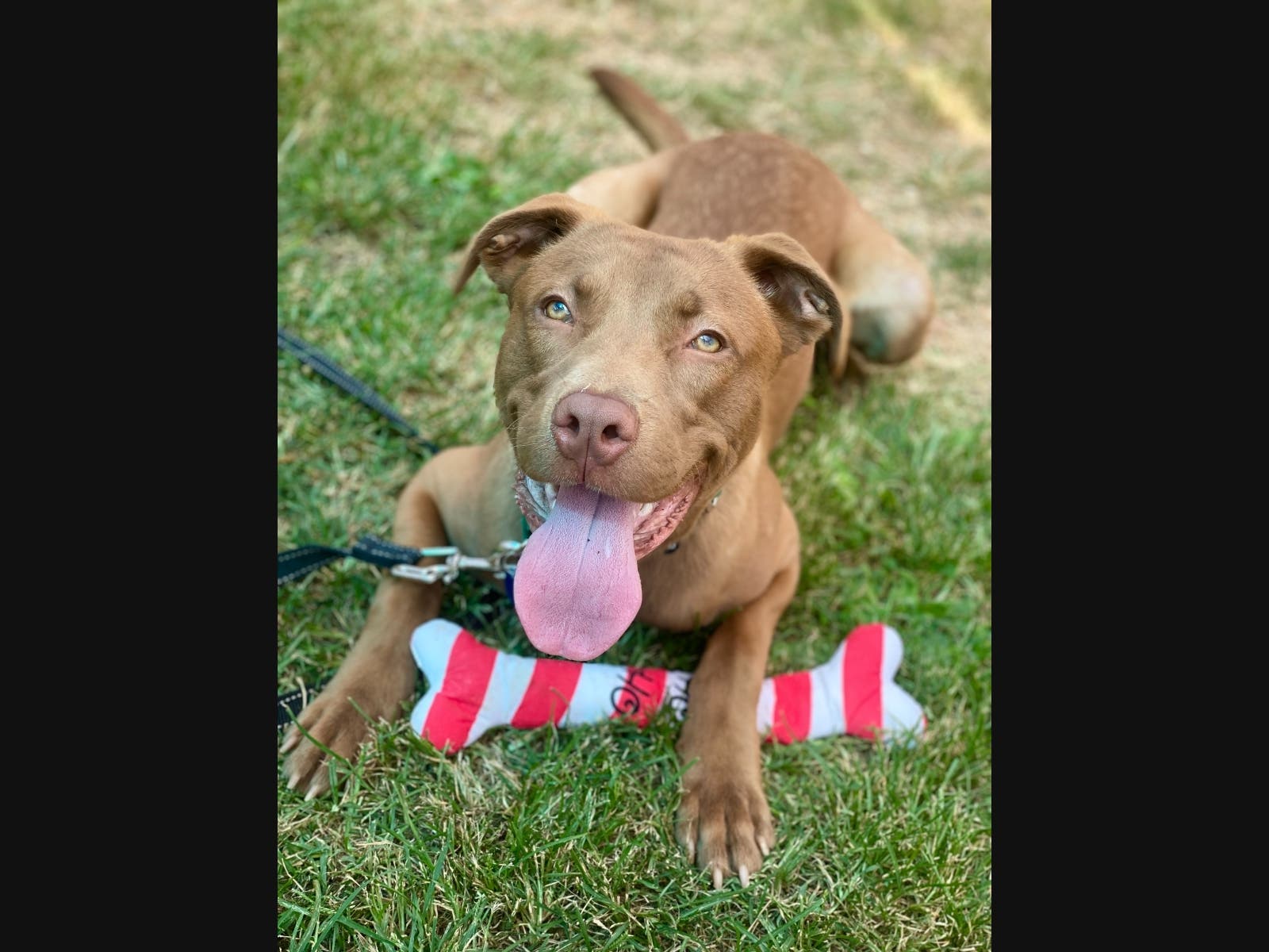 Tanner is of the animal shelter's adoptable dogs and would bring his young energy to your home.