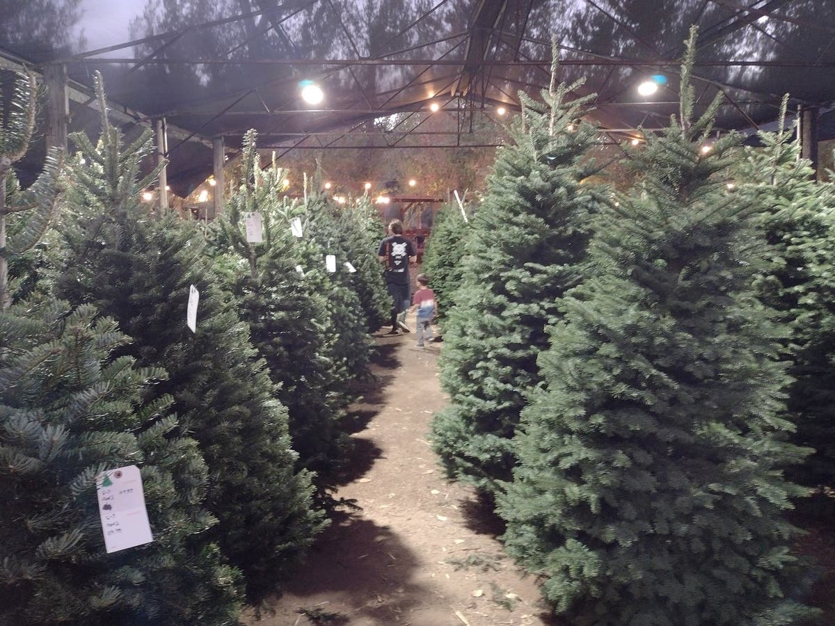 Live Christmas trees are available for purchase at locations near Old Town Alexandria.