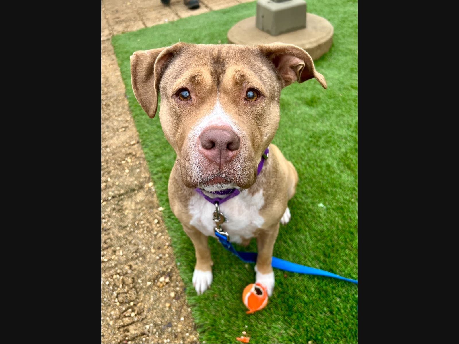 Tajae is one of the Animal Welfare League of Alexandria's adoptable pets.