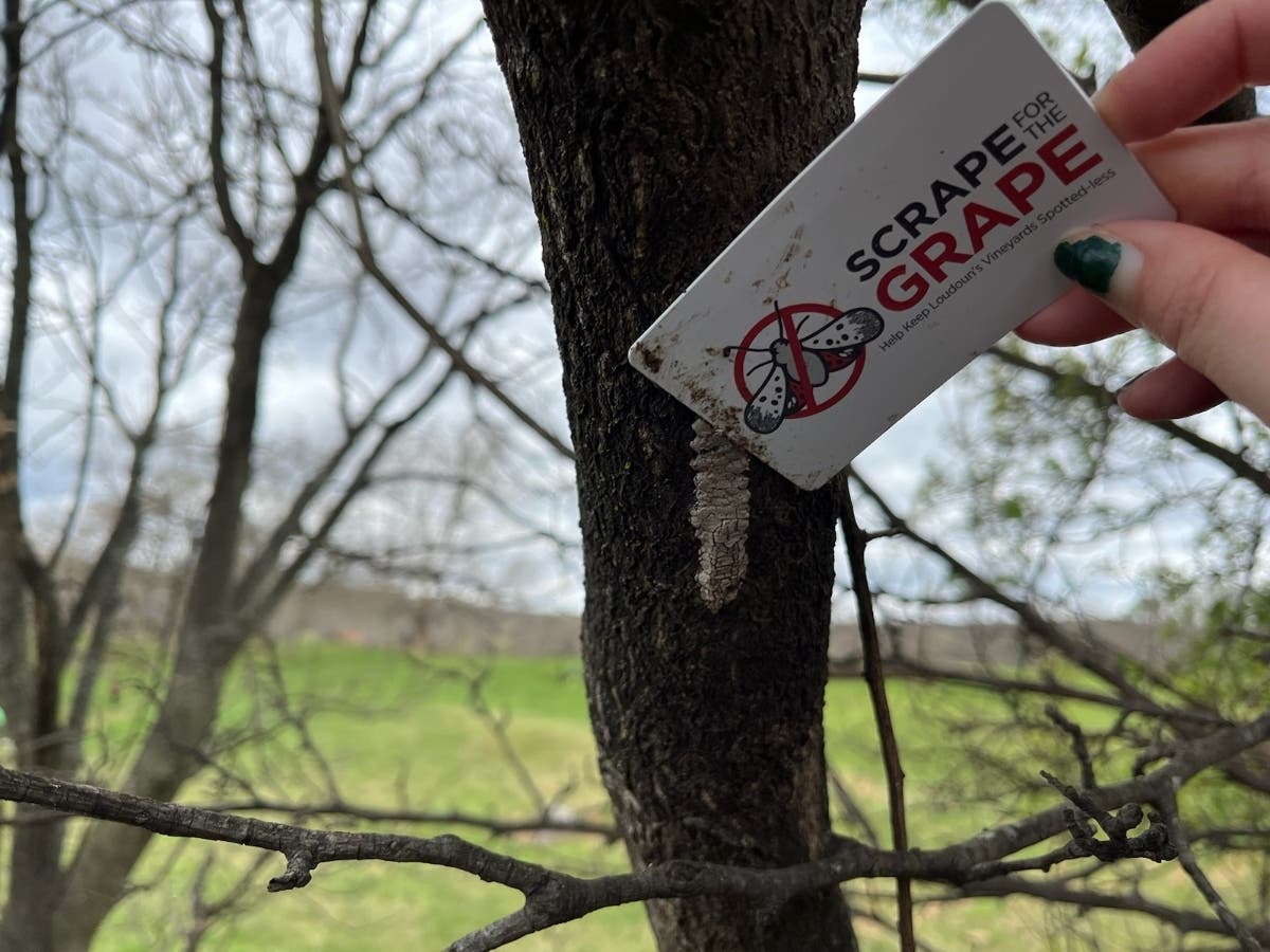 Scrape for the Grape, a new volunteer event, resulted in 16,798 invasive spotted lanternfly egg masses being removed in Loudoun County. That could mean an estimated 1 million spotted lanternflies could be prevented from coming to the county.