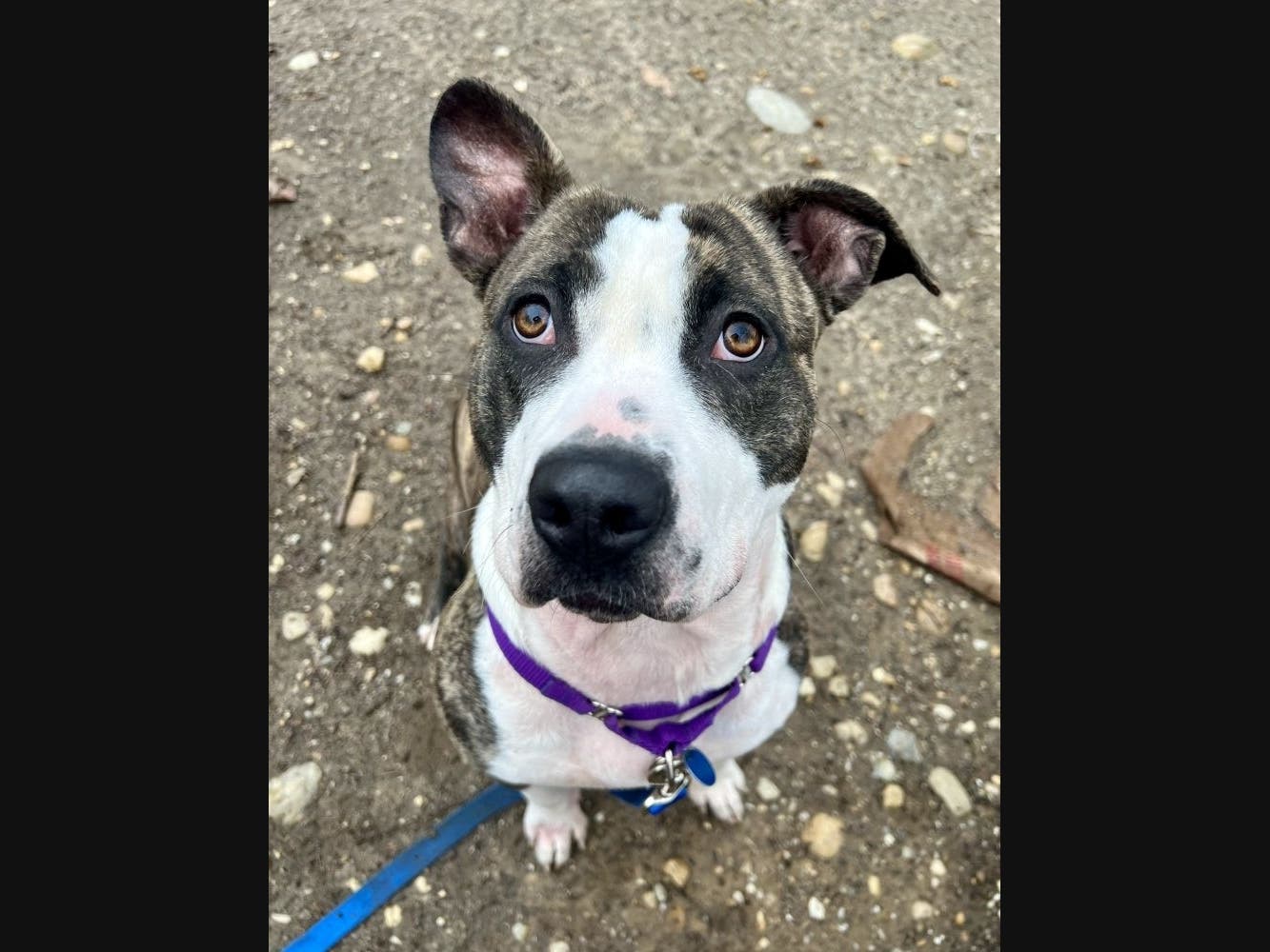 Safari is one of the adoptable pets from the Animal Welfare League of Alexandria.