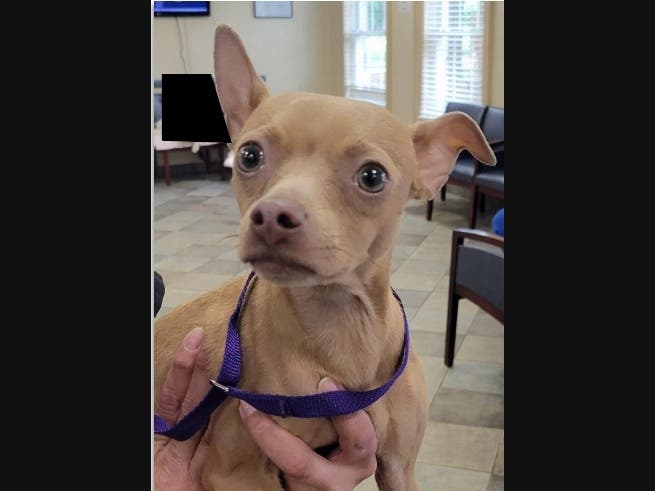 A chihuahua mix was found abandoned with a broken leg in the Lake Ridge area, police say.