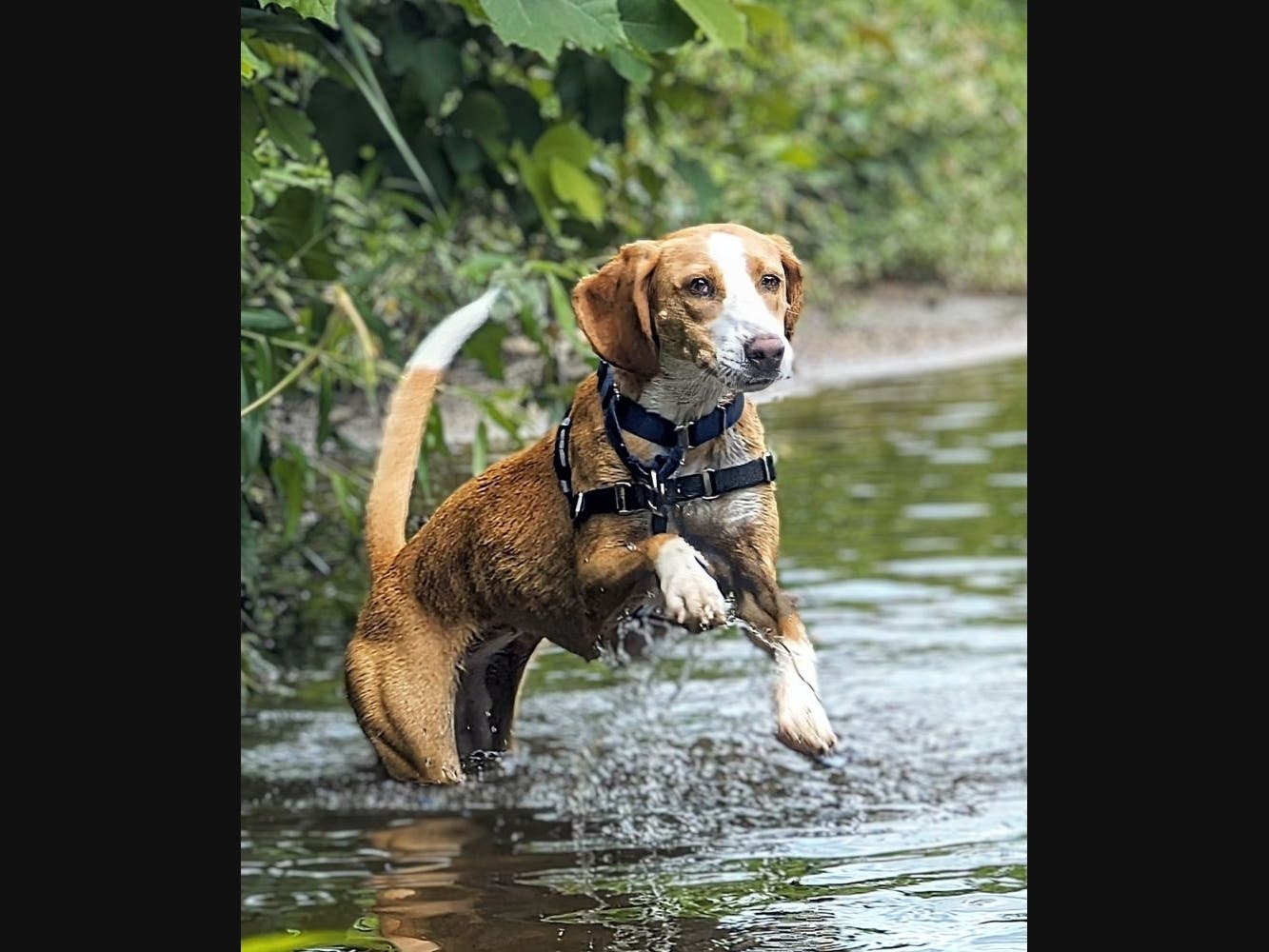 Adoptable dog Patty knows summer is time to cool off with a swim. 