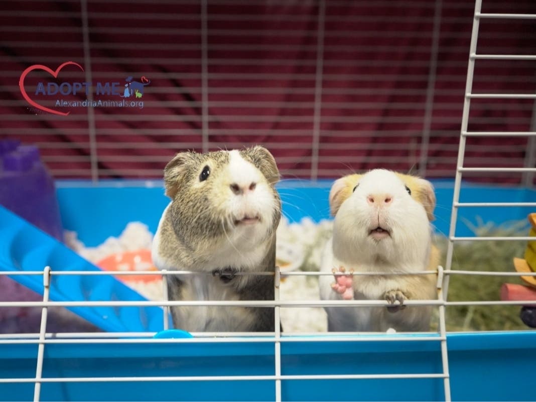 Mooney and Juney from the Alexandria animal shelter would like to be adopted as a piggie pair. 