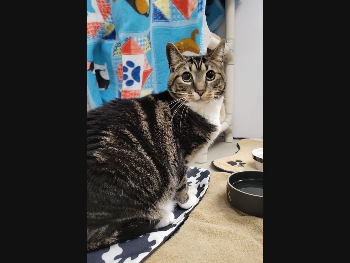 Alexandria Pet Of The Week: Kitty With Outgoing Purrsonality