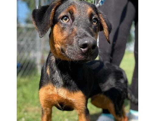 Wienermobile Will Stop at Old Dominion Humane Society for Puppies and Popsicles August 16