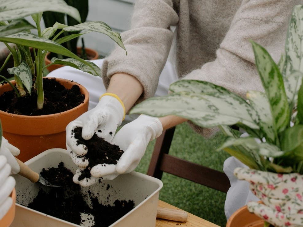 Get your plants potted and ready for the Great Plant Swap and Sale.