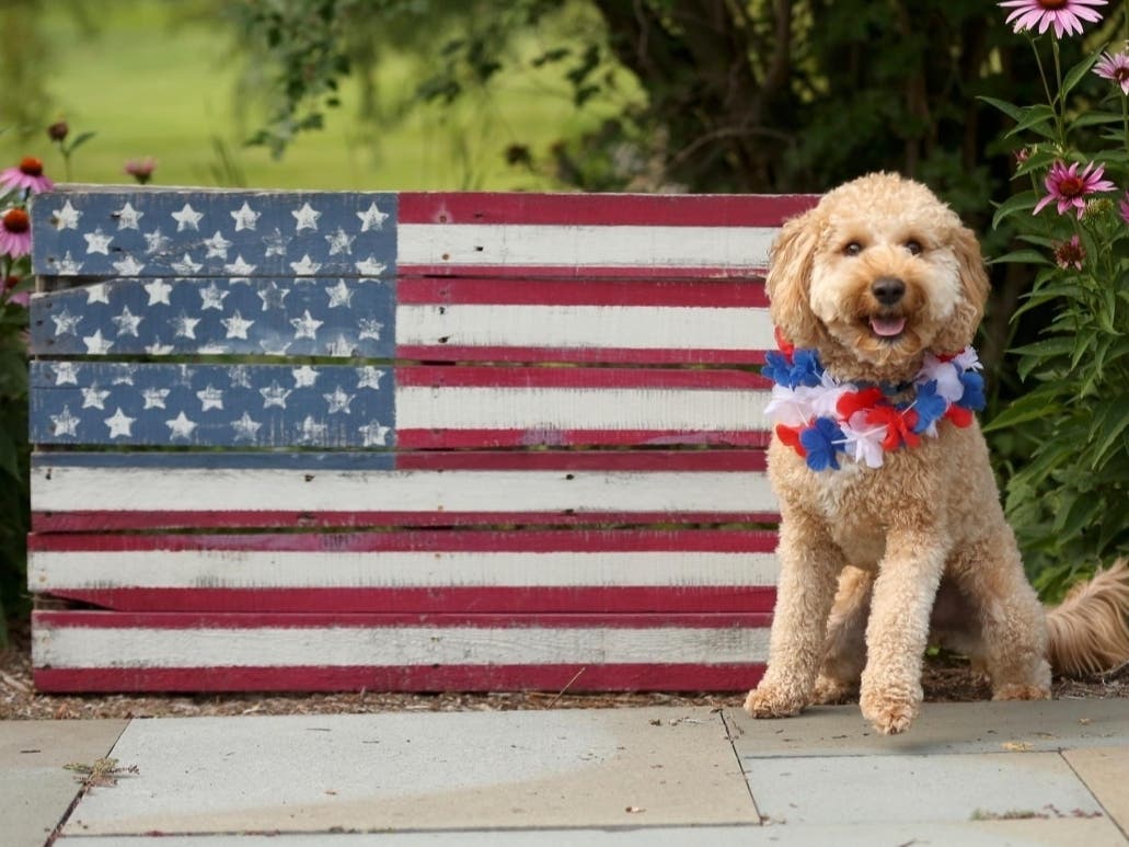 Four-Legged Friends Celebrate The Fourth of July In Illinois 