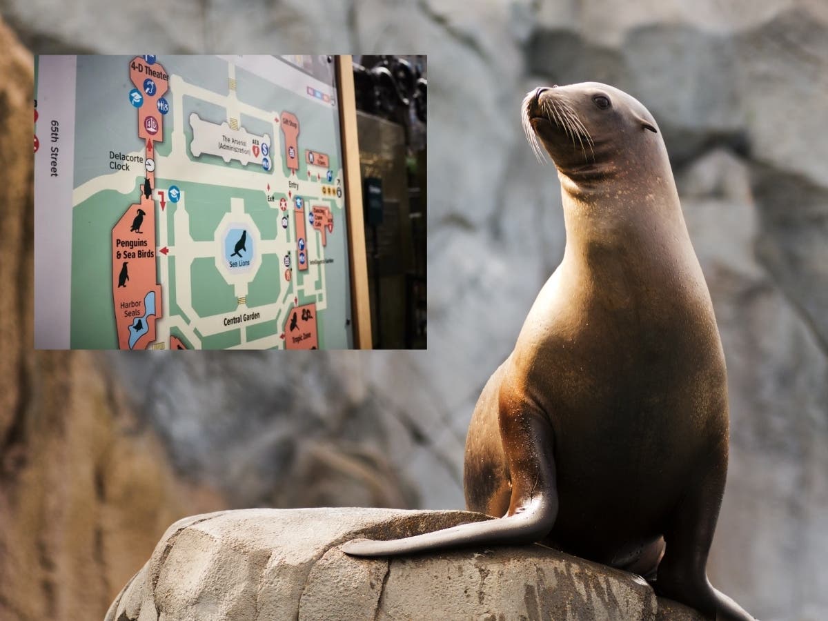 Central Park Sea Lion Flees As NYC Floods | NYC Top Stories